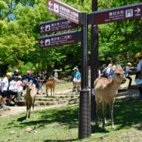 ciervos Nara